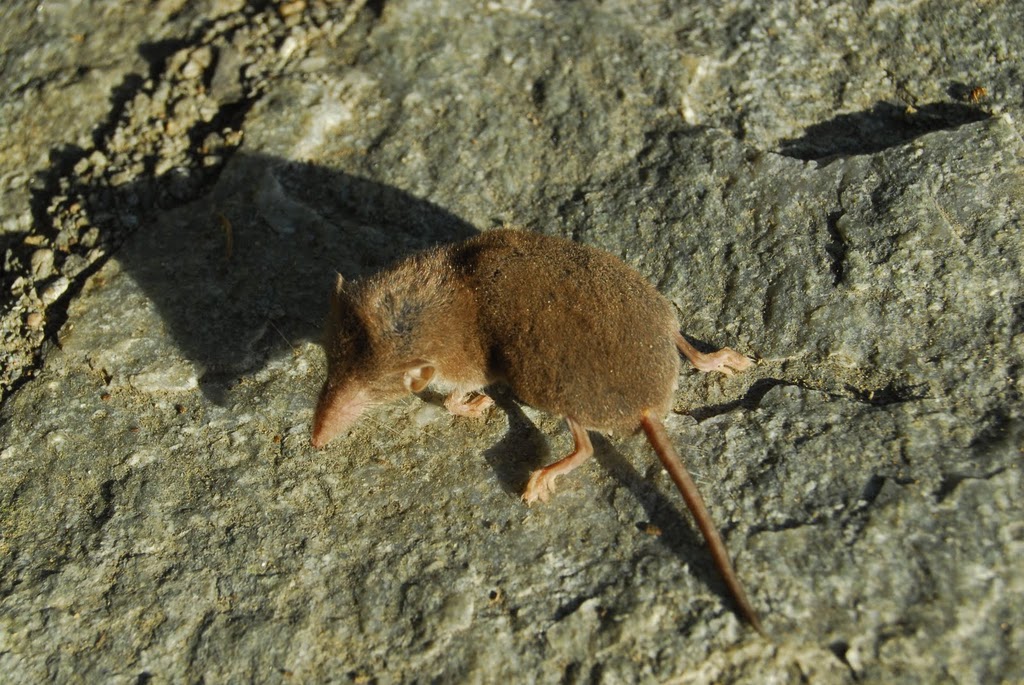 Crocidura sp.